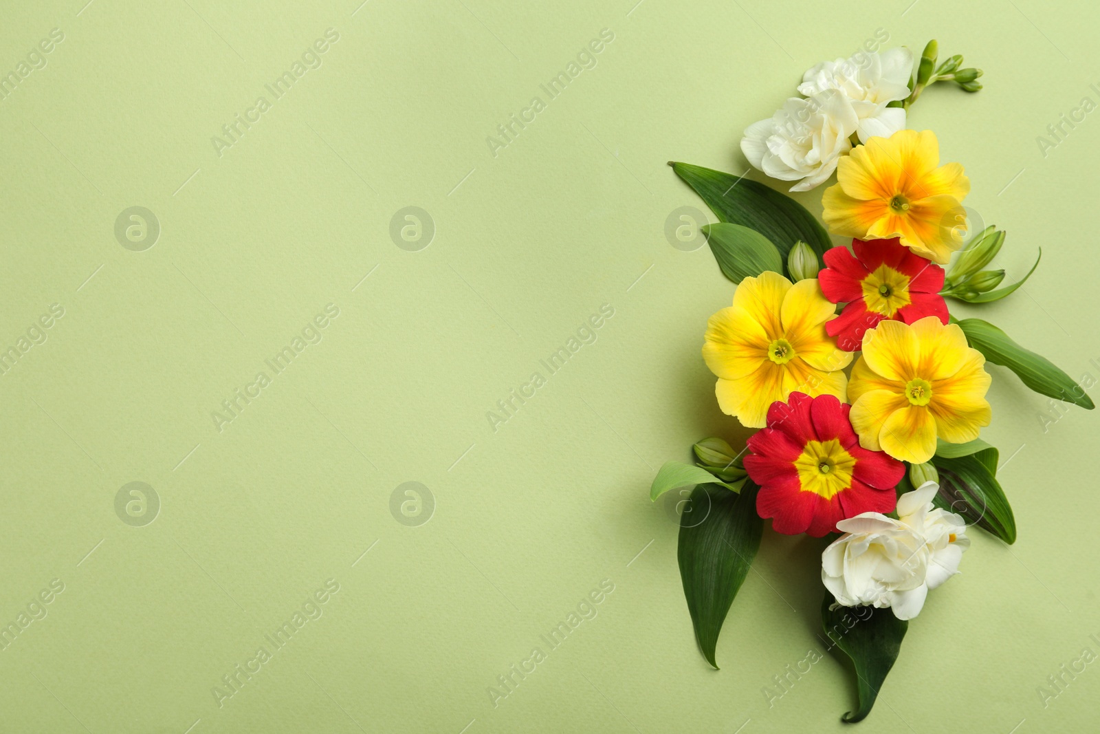 Photo of Primrose Primula Vulgaris flowers on green background, top view with space for text. Spring season