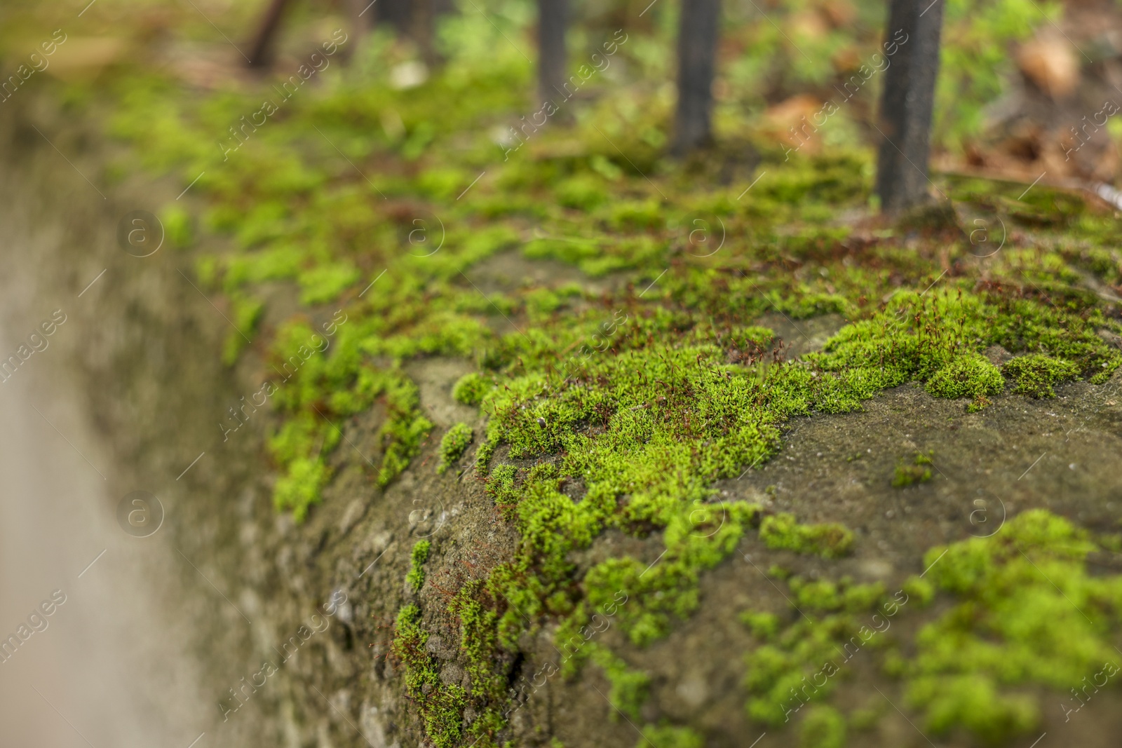 Photo of Beautiful textured border with green moss outdoors, closeup