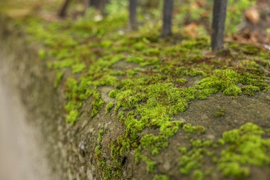 Photo of Beautiful textured border with green moss outdoors, closeup