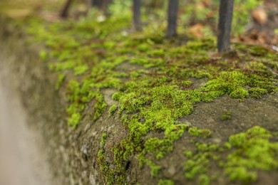 Beautiful textured border with green moss outdoors, closeup