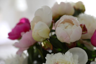 Beautiful blooming peonies against blurred background, closeup