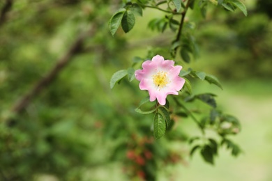 Photo of Branch of wild bush with blooming flower, closeup