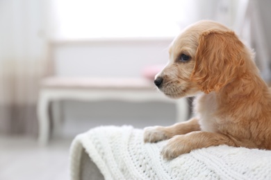 Cute English Cocker Spaniel puppy on sofa indoors. Space for text