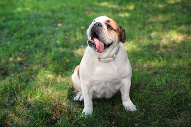 Photo of Funny English bulldog on green grass in park