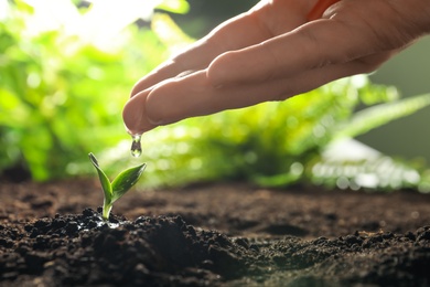 Photo of Woman watering young vegetable seedling outdoors, closeup