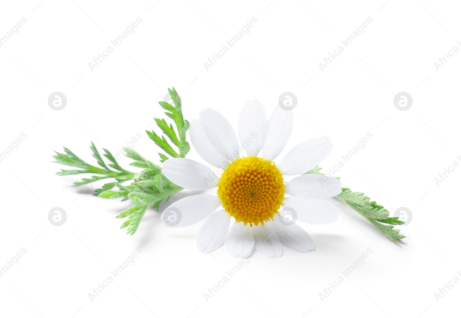 Photo of Blooming chamomile isolated on white. Beautiful flower