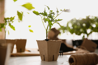 Photo of Green tomato seedling in peat pot on white wooden table