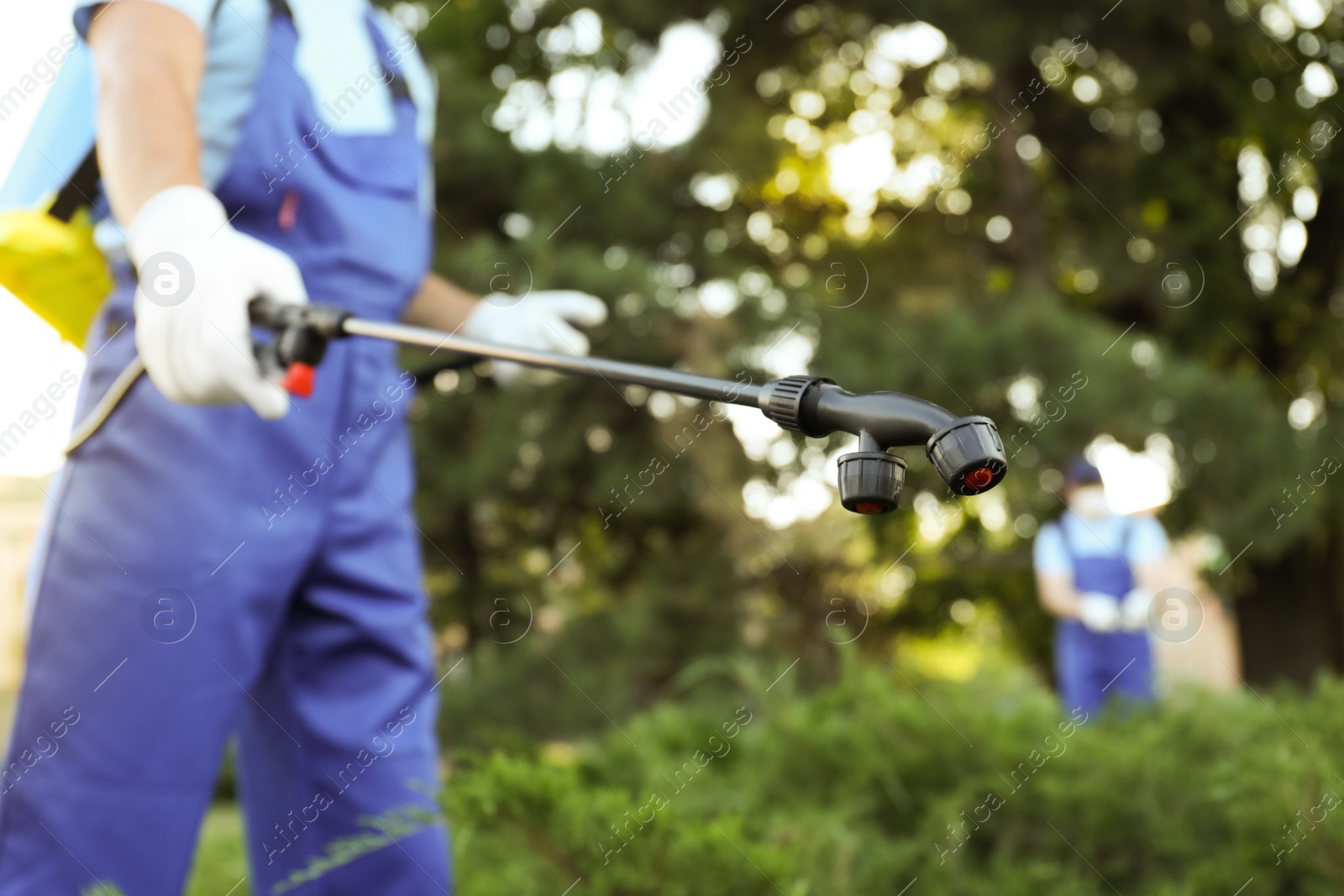 Photo of Worker spraying pesticide onto green bush outdoors, closeup. Pest control