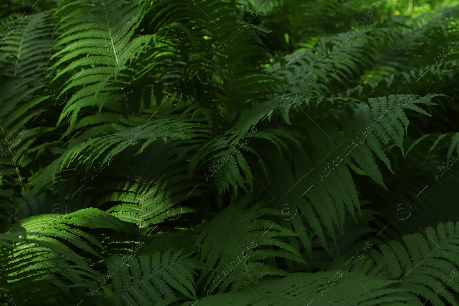 Photo of Beautiful fern with lush green leaves growing outdoors