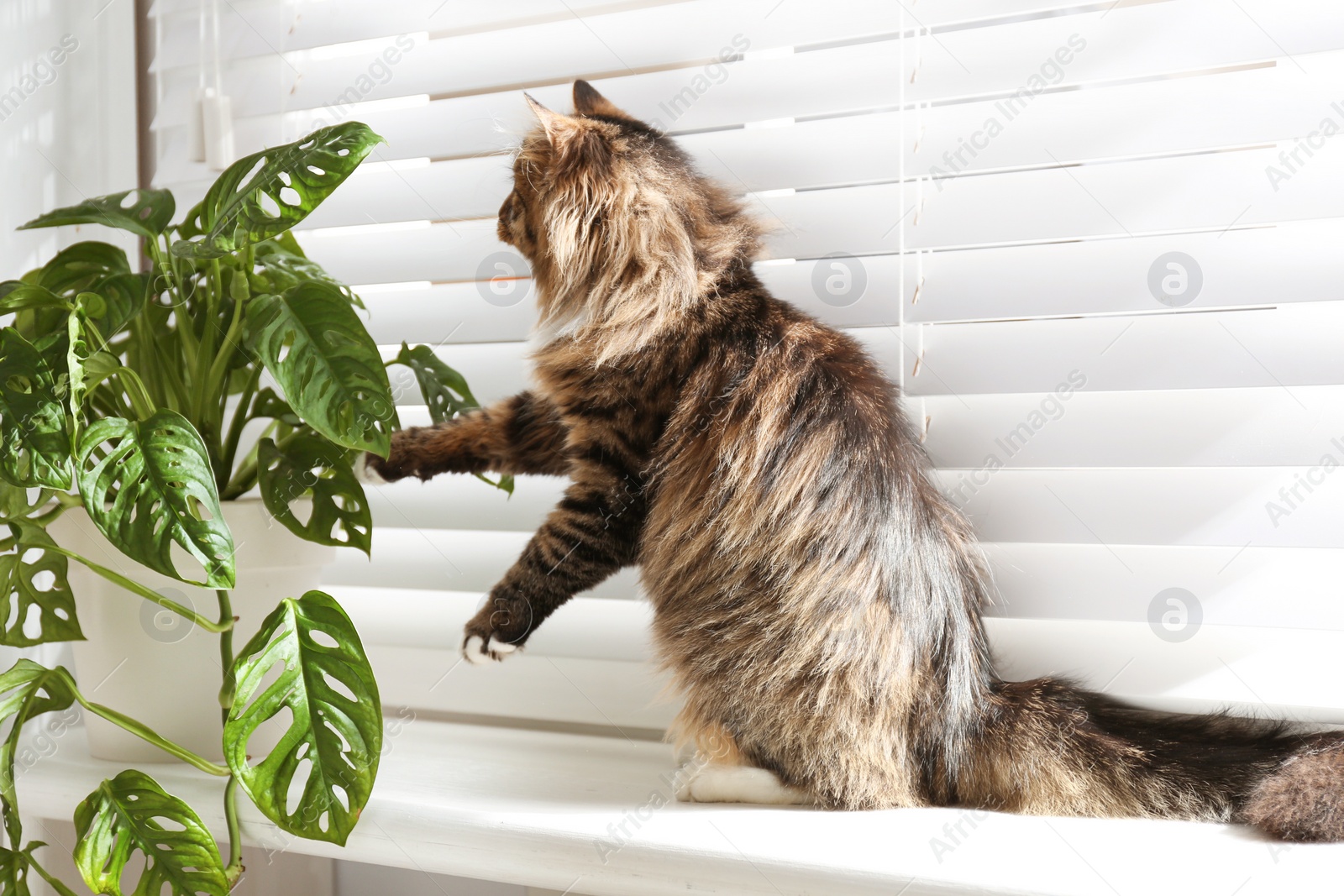 Photo of Adorable cat playing with houseplant on window sill at home