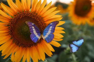 Image of Beautiful butterflies flying near sunflower in field, closeup