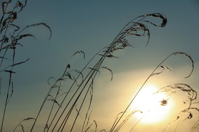 Photo of Beautiful plants against sky at sunrise, closeup. Early morning landscape