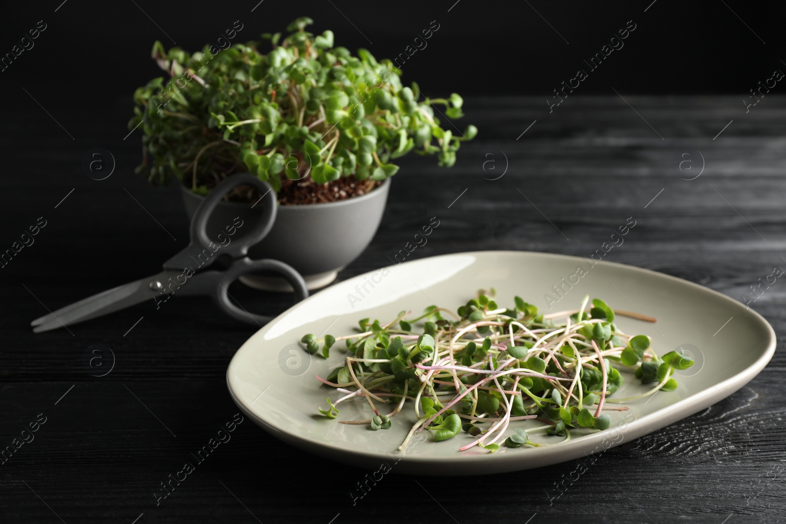 Photo of Bowl and plate with fresh radish microgreens on black wooden table