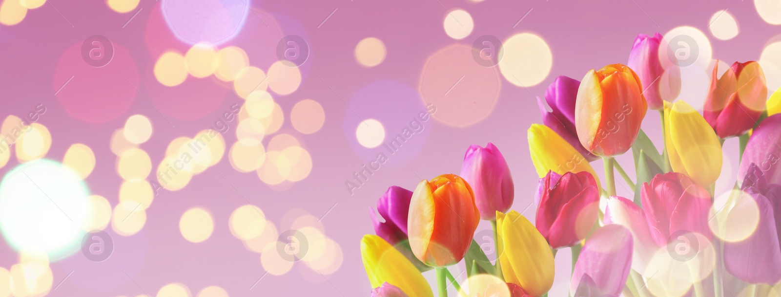 Image of Bouquet of beautiful spring tulips on lilac background, space for text. Banner design