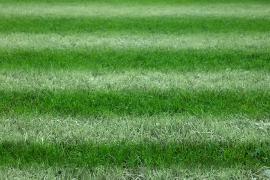 Image of Green grass with white markings, closeup view