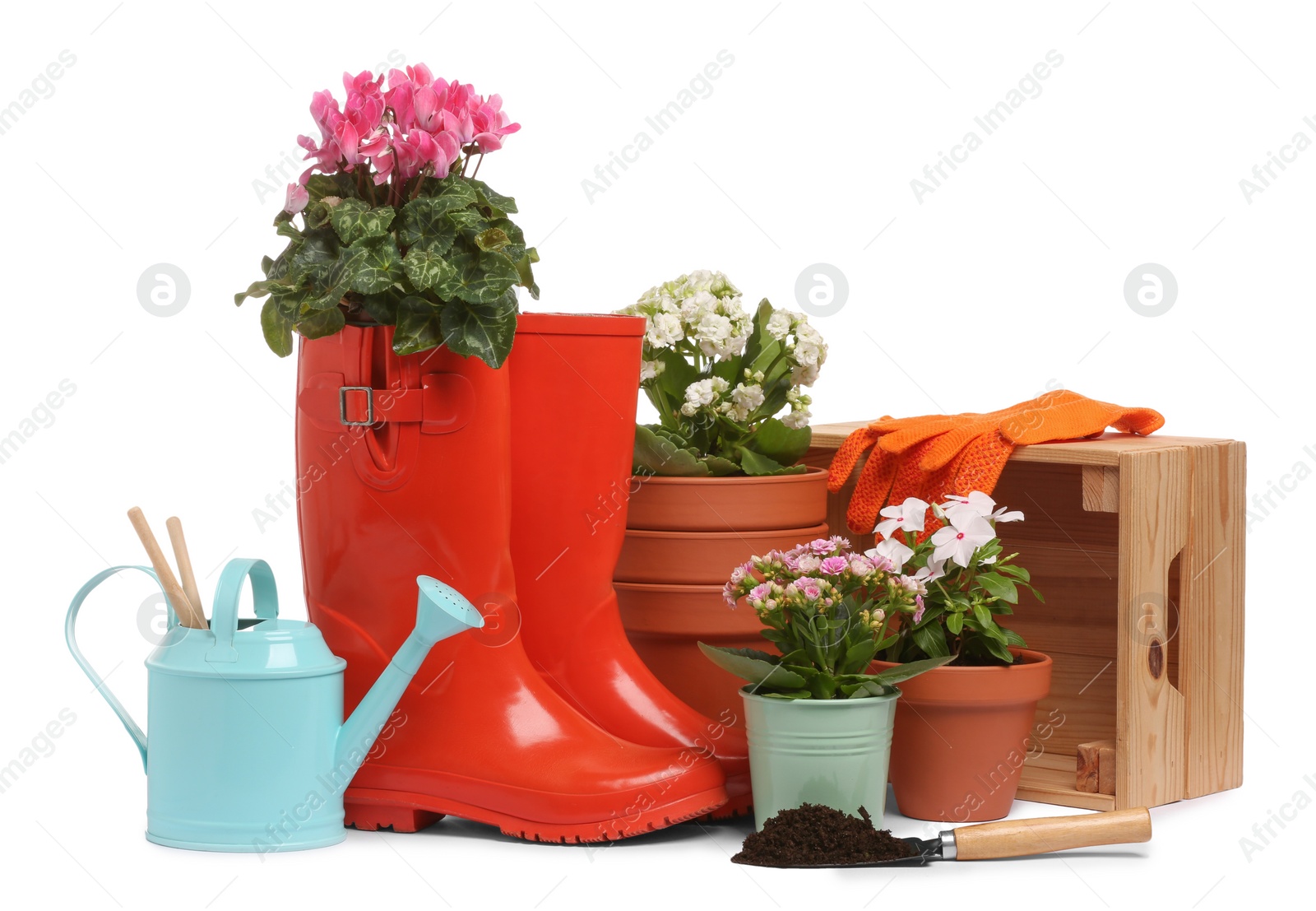 Photo of Beautiful flowers, pots, rubber boots and gardening tools isolated on white