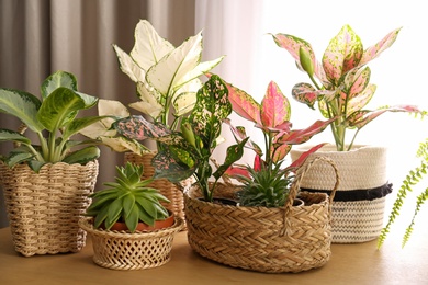 Photo of Collection of beautiful houseplants on wooden table indoors