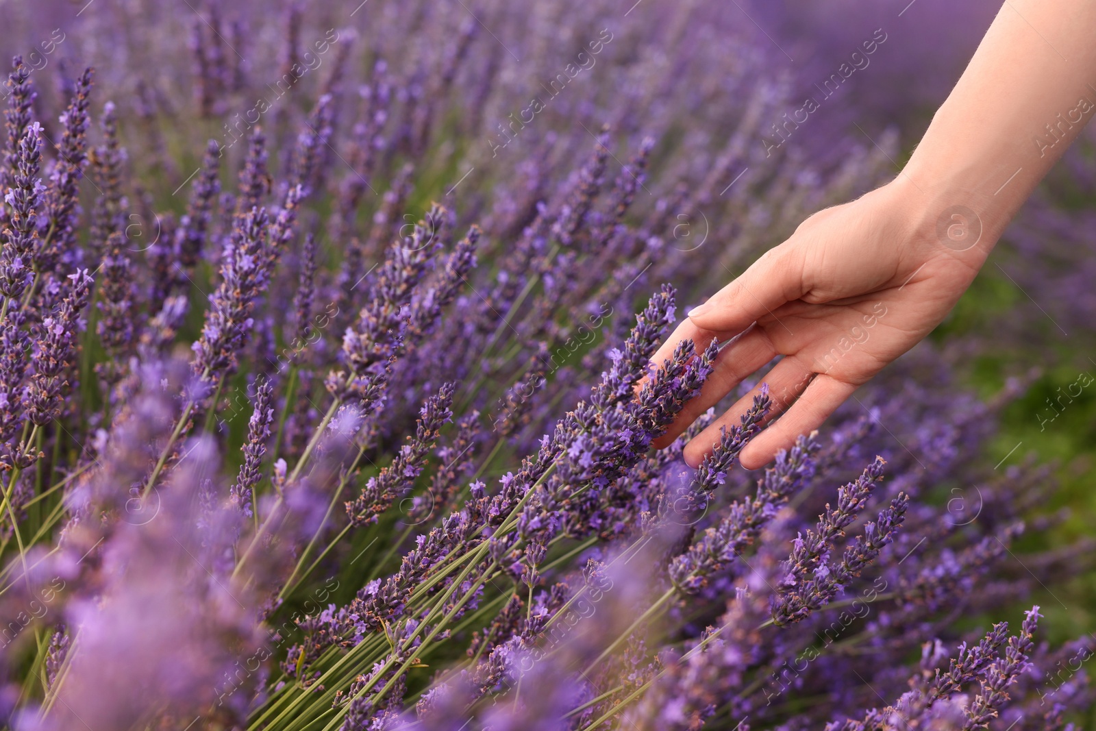 Photo of Woman touching beautiful lavender in field, closeup