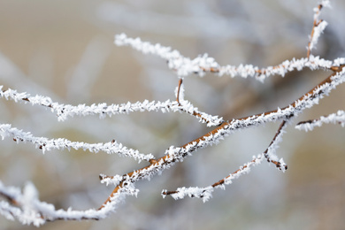 Photo of Branches covered with hoarfrost outdoors in early winter morning
