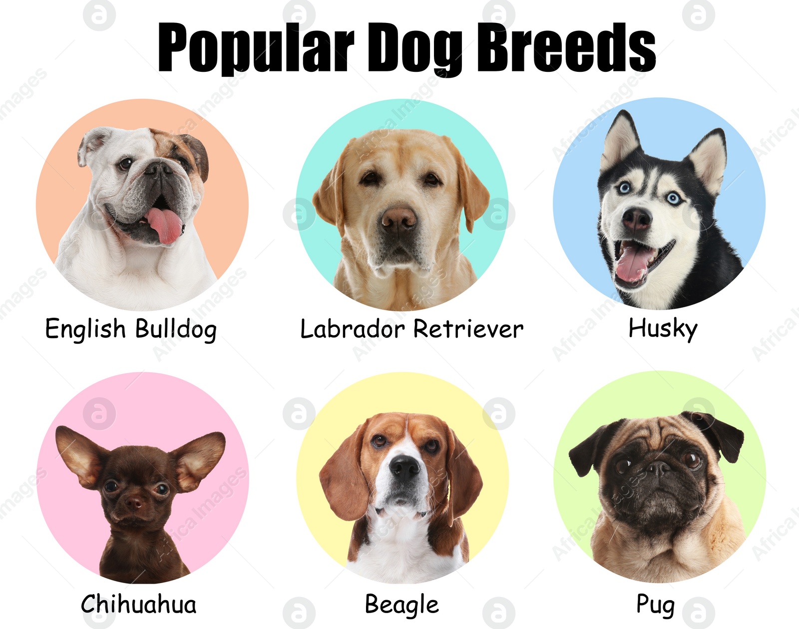 Image of Set of different adorable dogs on color background. Most popular breeds