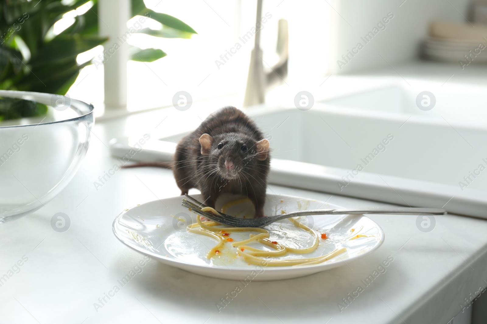 Photo of Rat near dirty plate on kitchen counter. Pest control