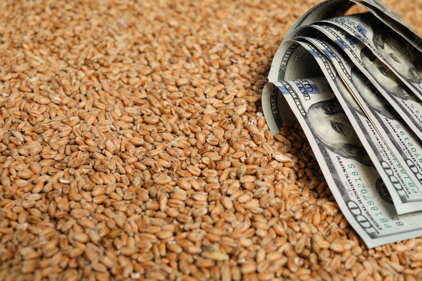 Photo of Dollar banknotes on wheat grains, closeup. Agricultural business