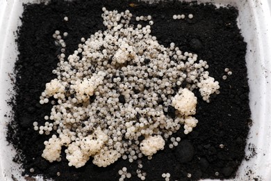 Photo of Many snail eggs on soil in plastic box, top view