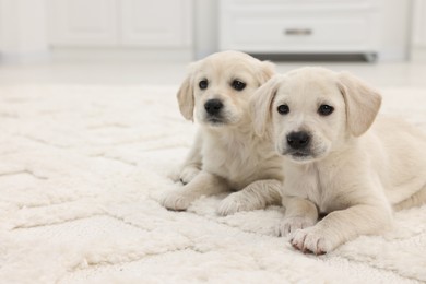 Photo of Cute little puppies on white carpet indoors. Space for text