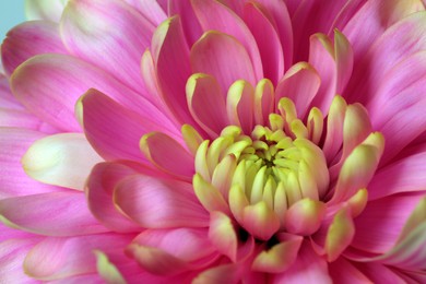 Photo of Beautiful blooming chrysanthemum flower as background, closeup