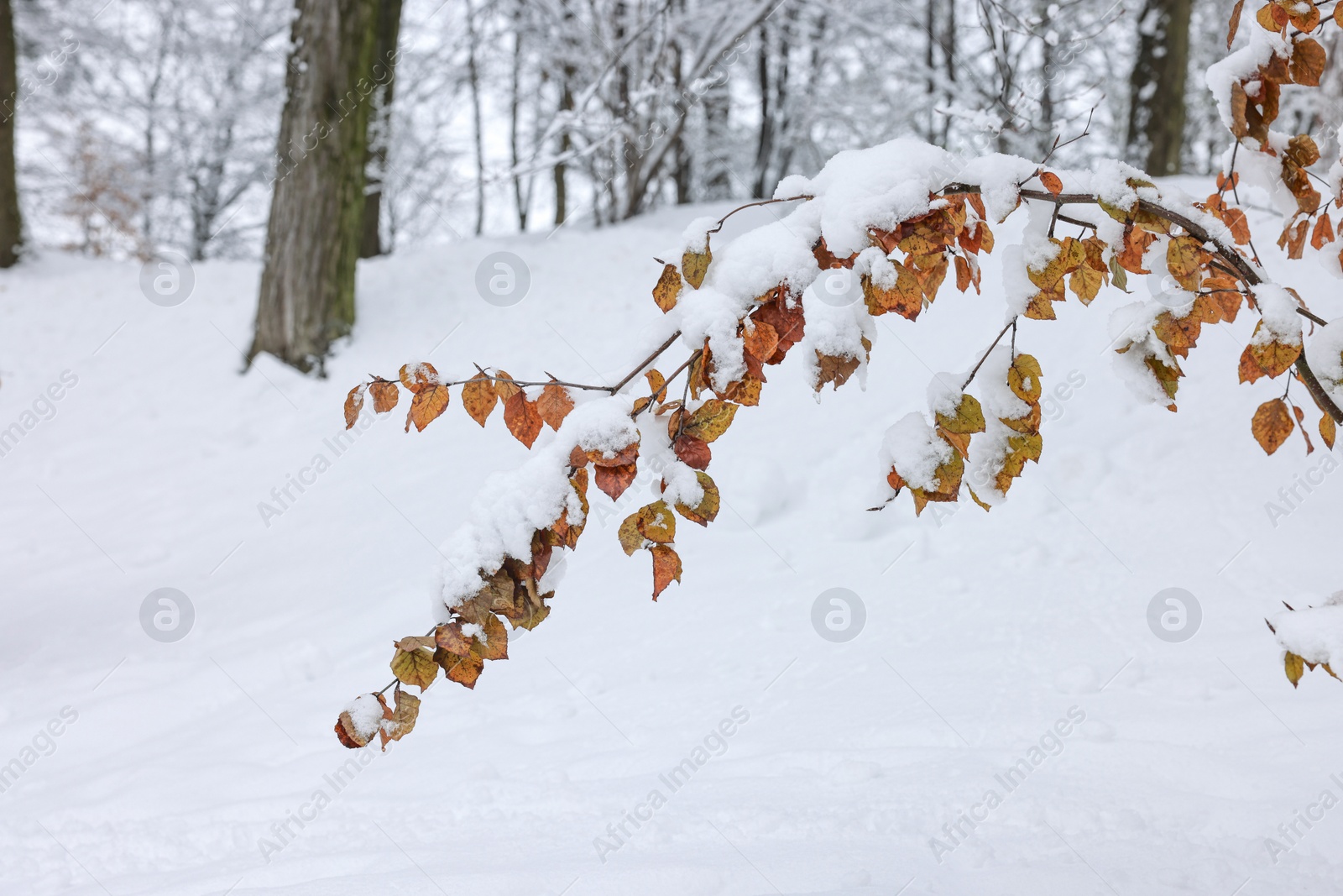 Photo of Beautiful tree branch covered with snow in winter park