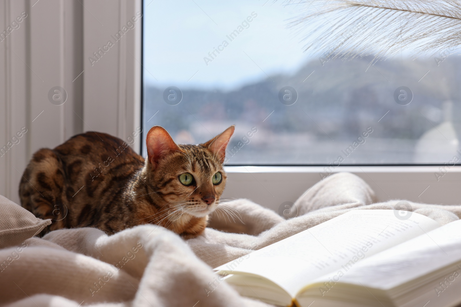 Photo of Cute Bengal cat and book on windowsill at home. Adorable pet