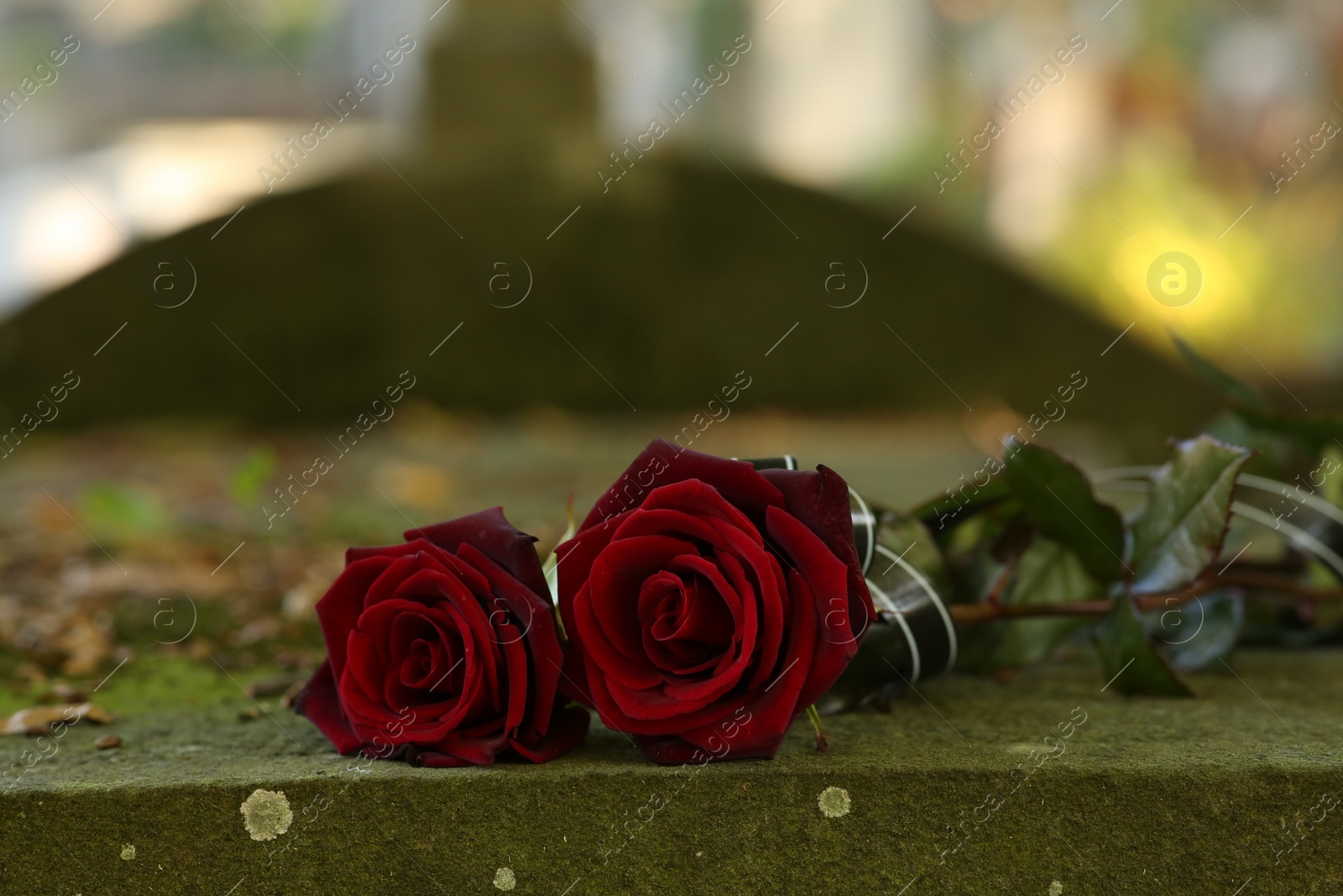 Photo of Red roses on grey tombstone outdoors on sunny day, space for text. Funeral ceremony