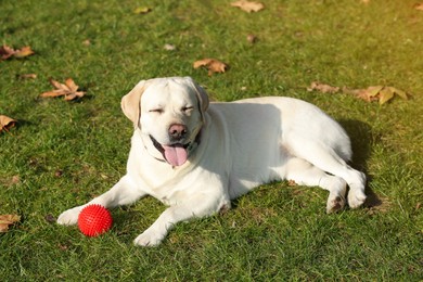 Yellow Labrador with ball lying on green grass outdoors