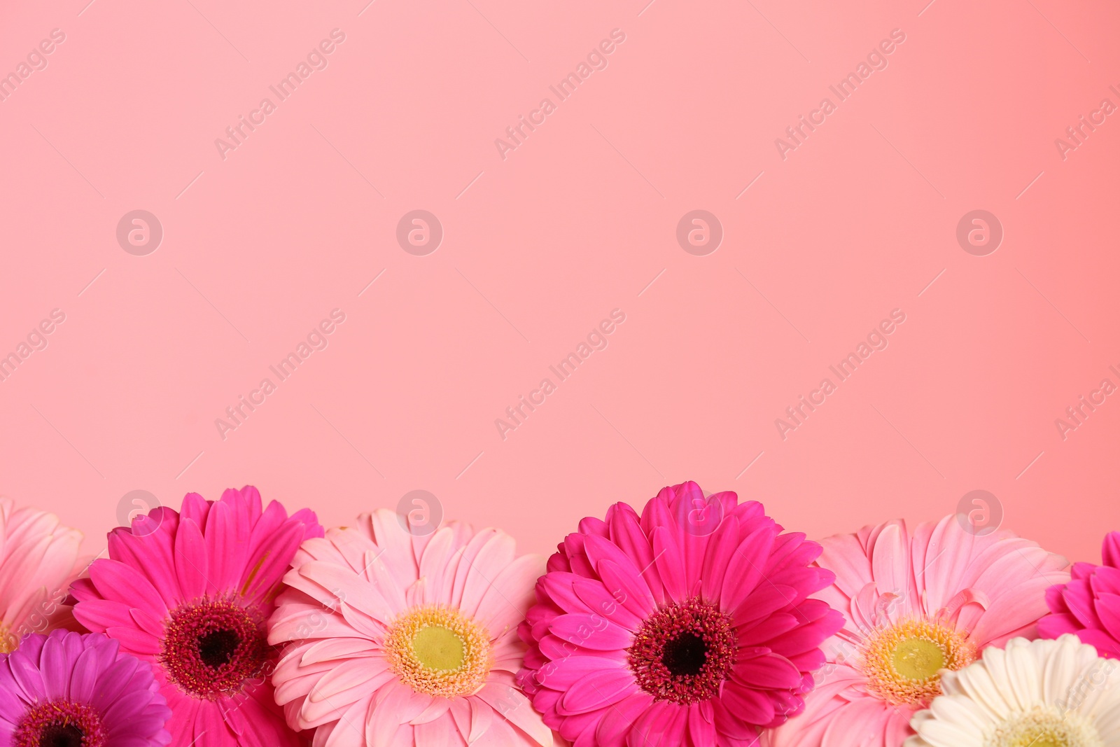 Photo of Beautiful flowers on color background, space for text