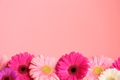 Photo of Beautiful flowers on color background, space for text
