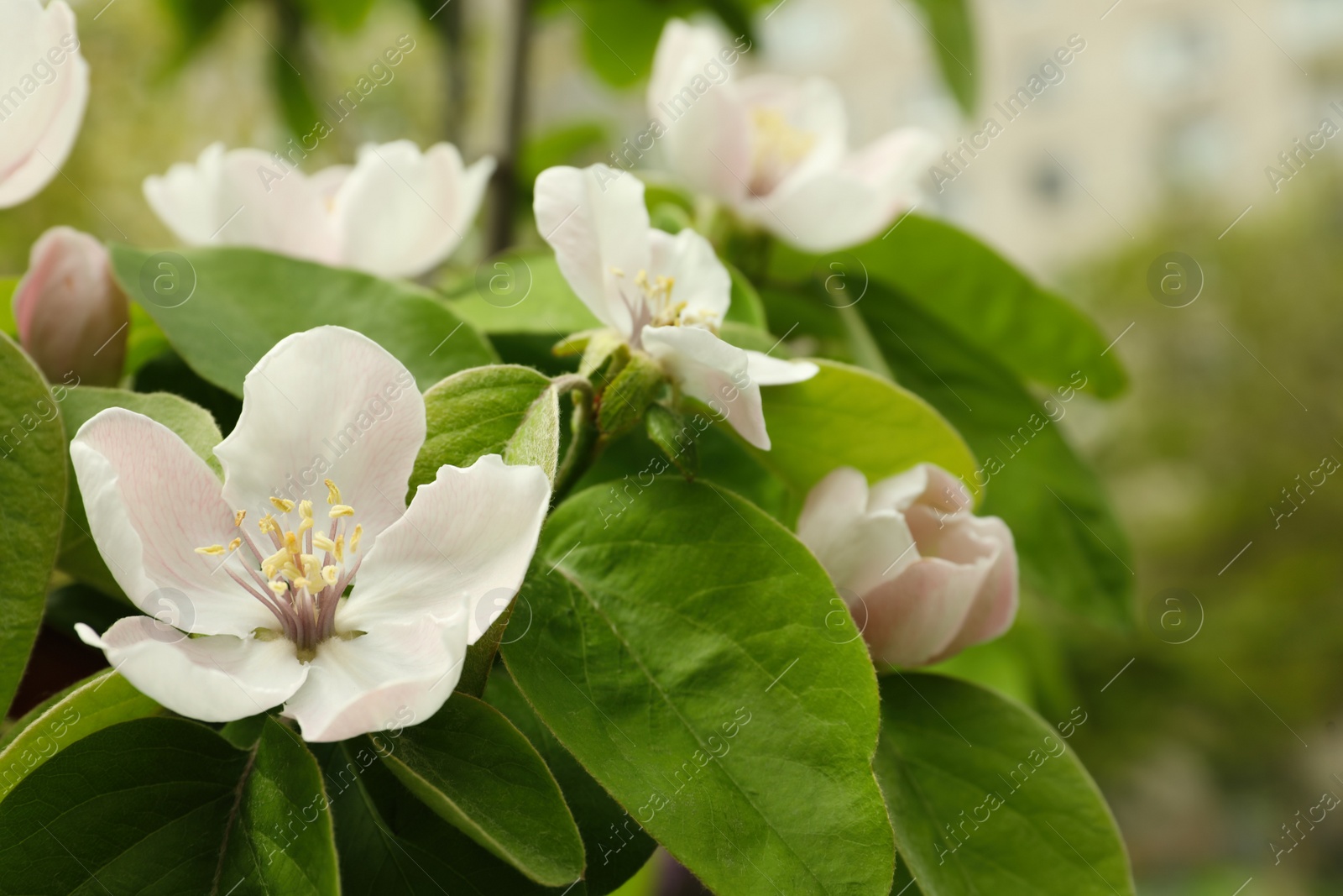 Photo of Blossoming quince tree outdoors, closeup view. Springtime