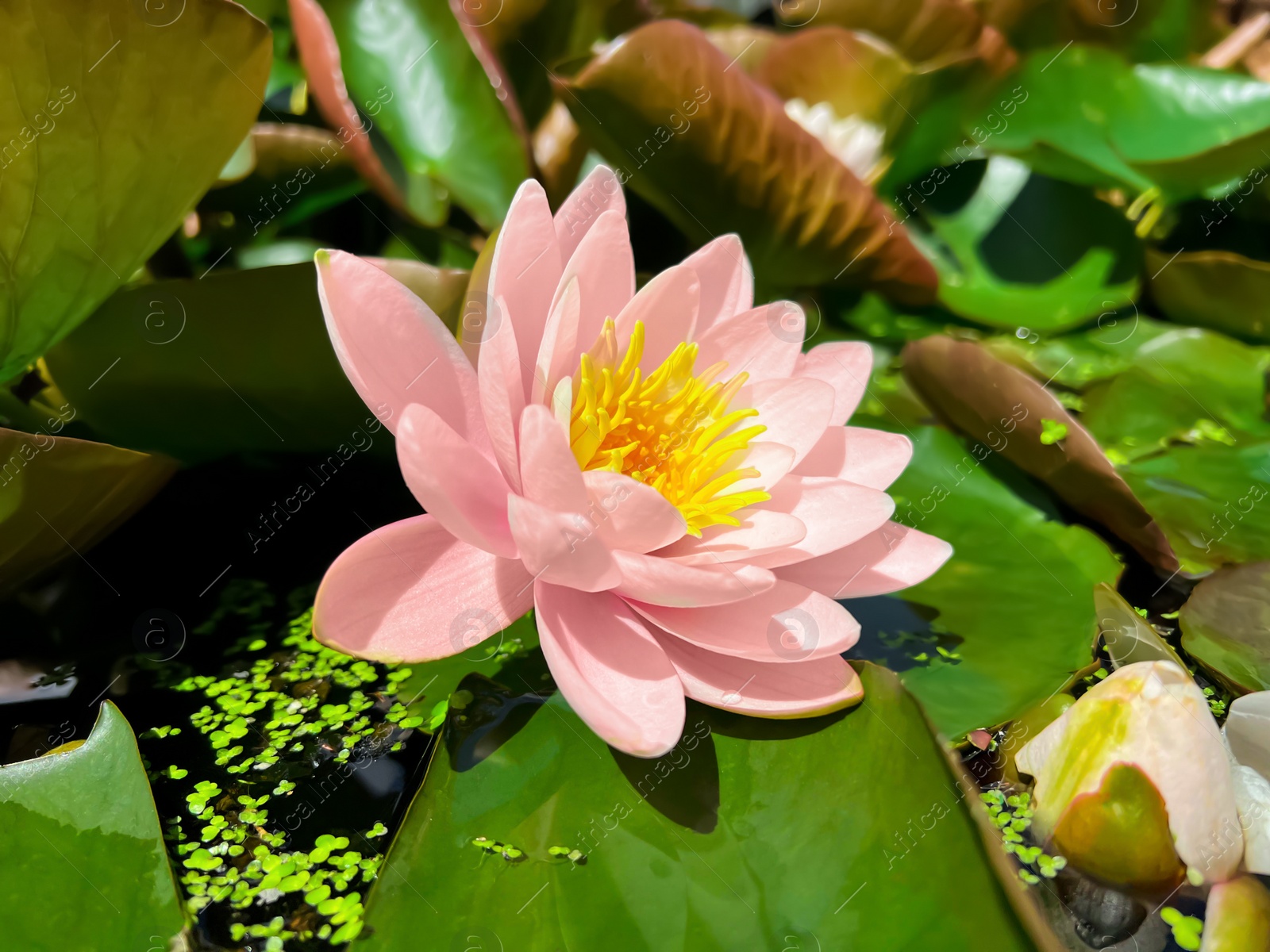 Photo of Gorgeous blooming water lily in pond on sunny day