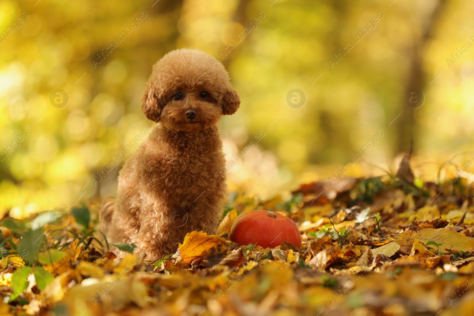 Photo of Cute Maltipoo dog, pumpkin and dry leaves in autumn park, space for text