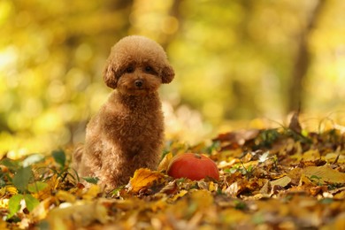 Photo of Cute Maltipoo dog, pumpkin and dry leaves in autumn park, space for text