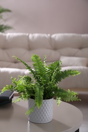 Photo of Beautiful potted fern on table in living room