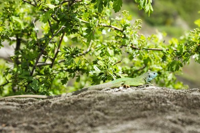 Beautiful green lizard resting on stone outdoors