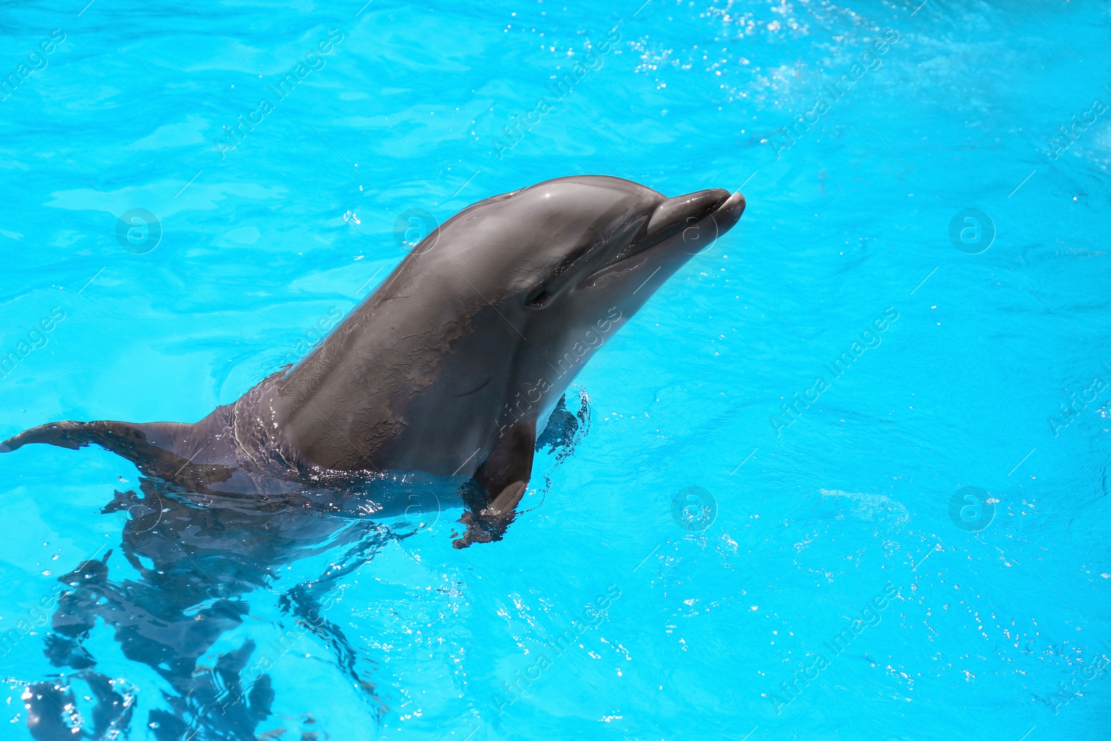 Photo of Dolphin swimming in pool at marine mammal park