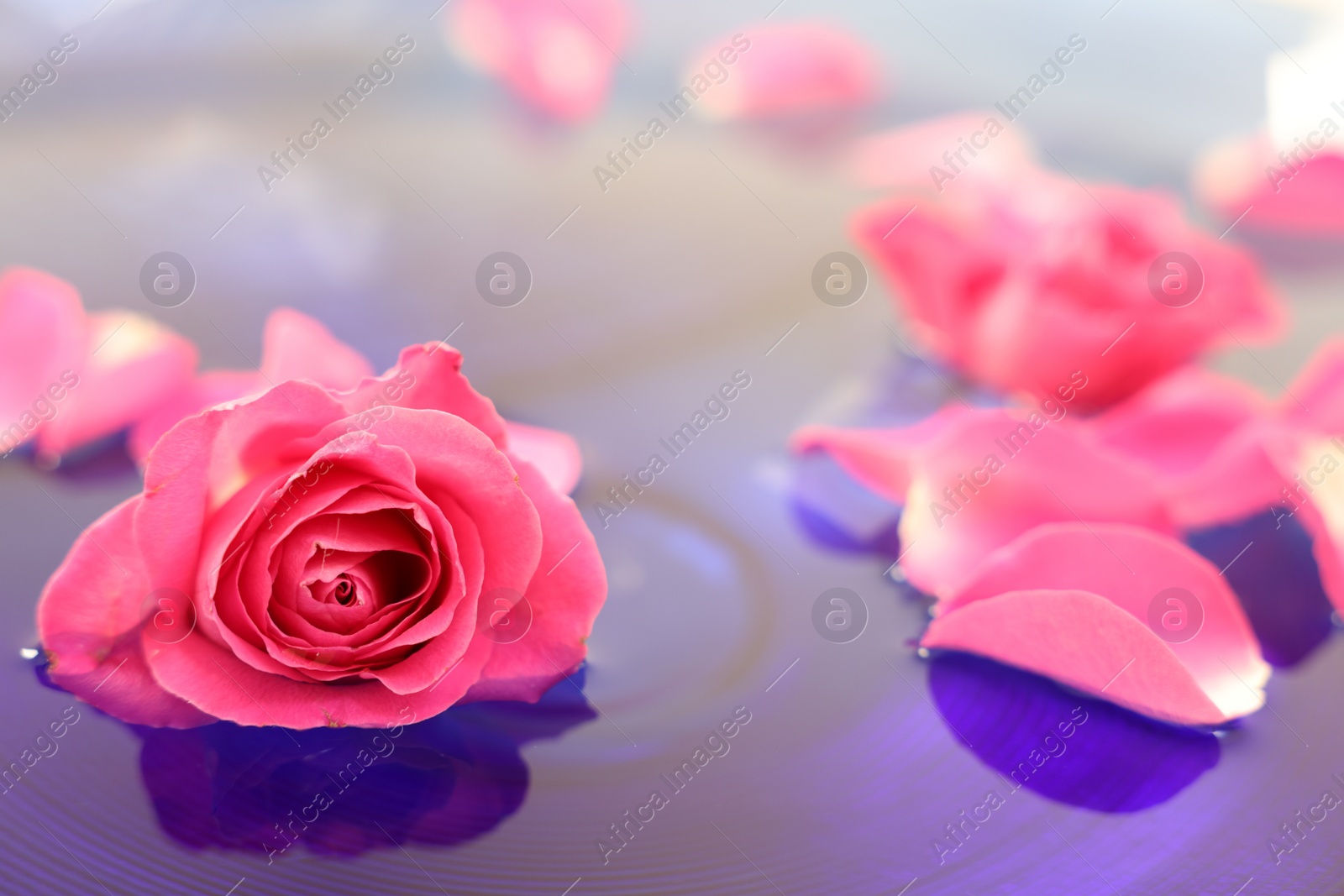 Photo of Pink rose and petals in water, closeup