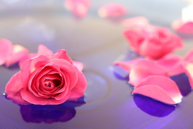 Pink rose and petals in water, closeup