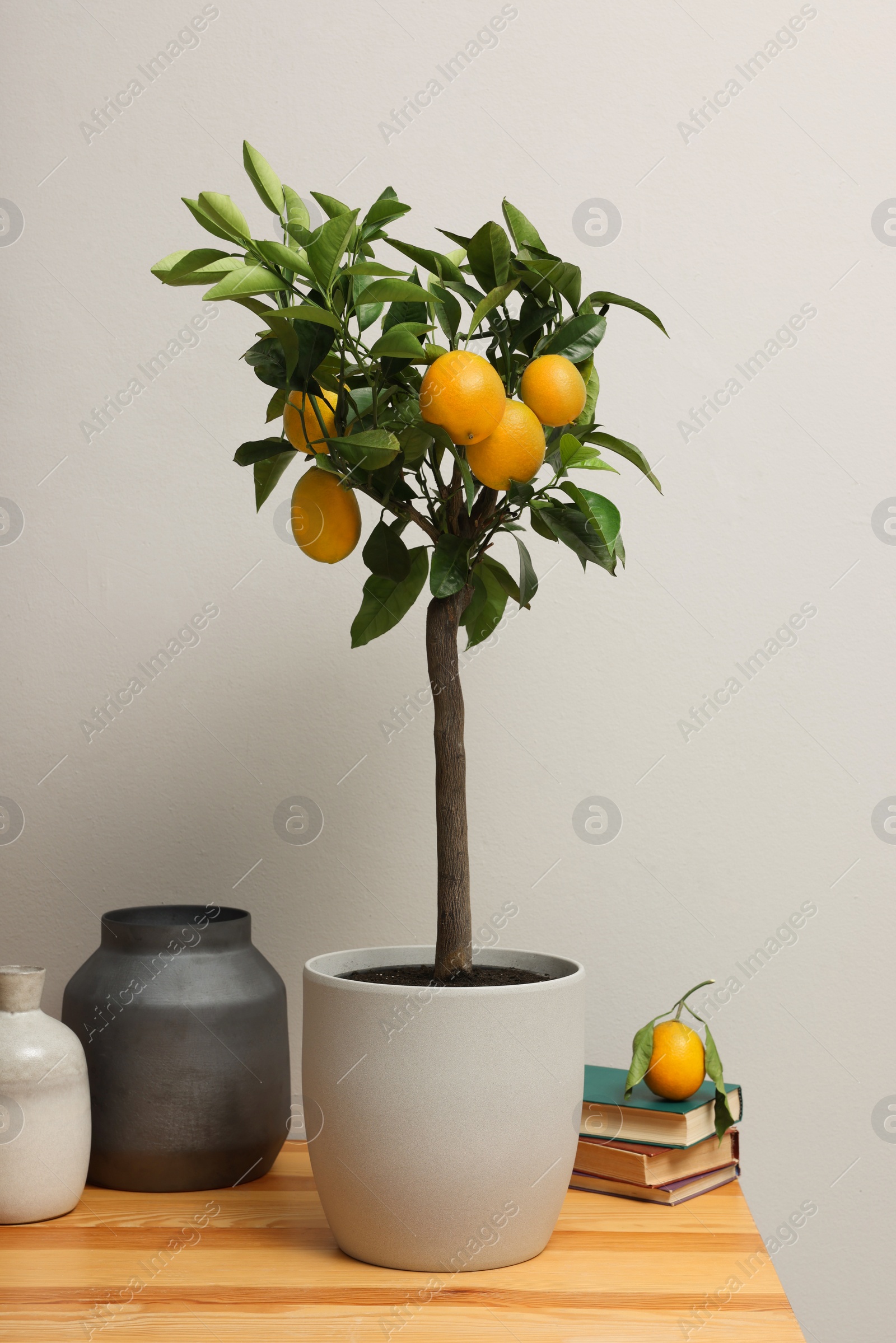 Photo of Potted lemon tree and ripe fruits on wooden table indoors