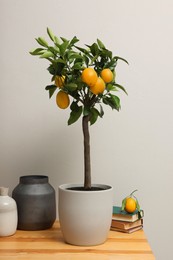 Potted lemon tree and ripe fruits on wooden table indoors