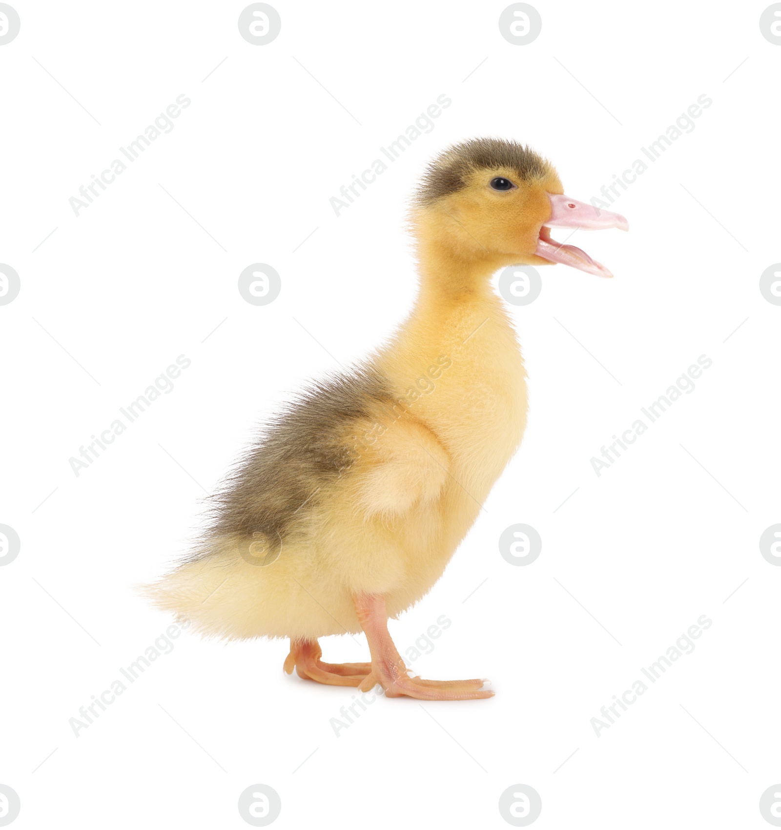 Photo of Baby animal. Cute fluffy duckling on white background