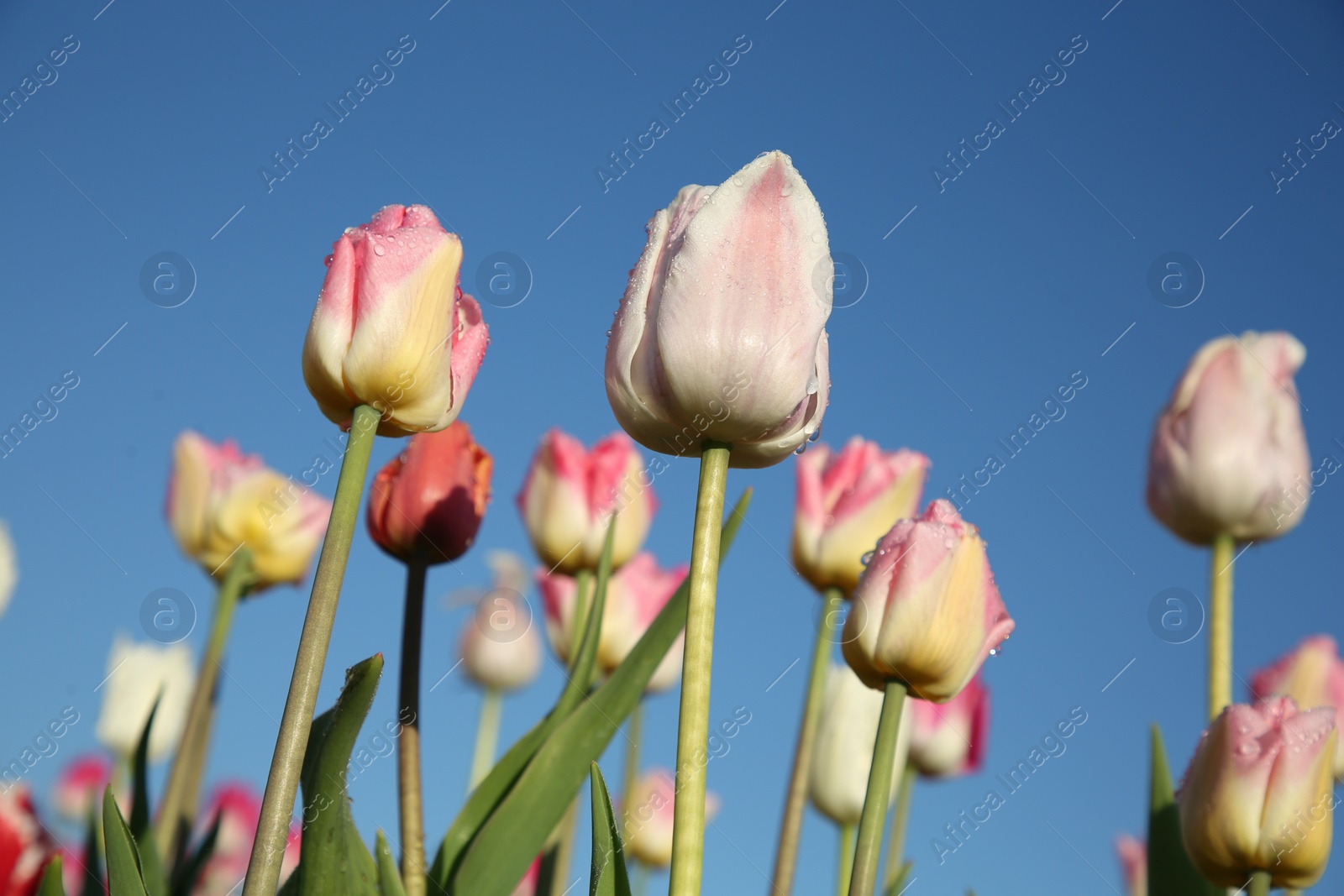 Photo of Beautiful pink tulip flowers against blue sky, low angle view