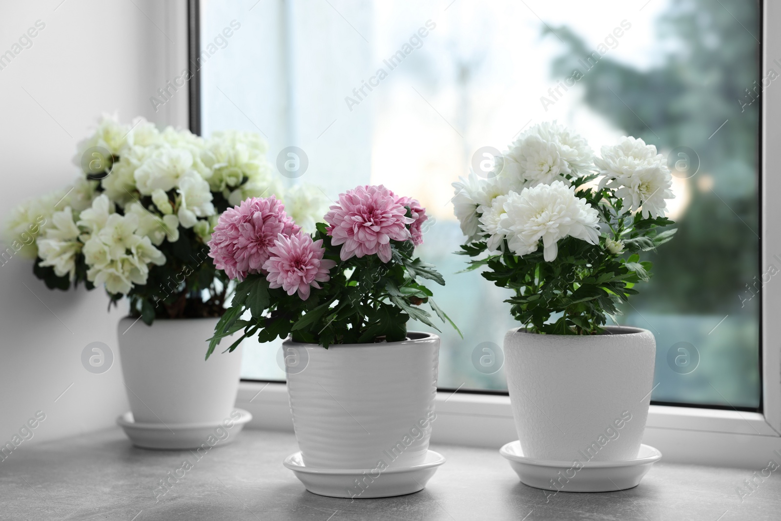 Photo of Beautiful chrysanthemum and azalea flowers in pots on windowsill indoors