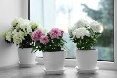 Photo of Beautiful chrysanthemum and azalea flowers in pots on windowsill indoors